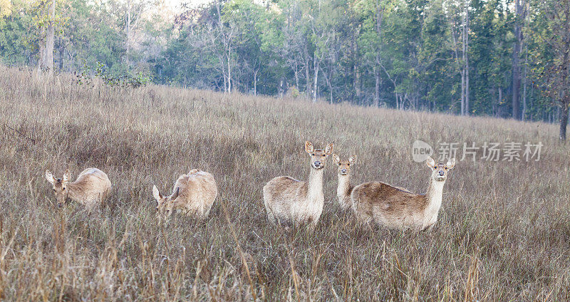 五只雌性沼泽鹿，Rucervus duvaucelii, Kanha NP，印度